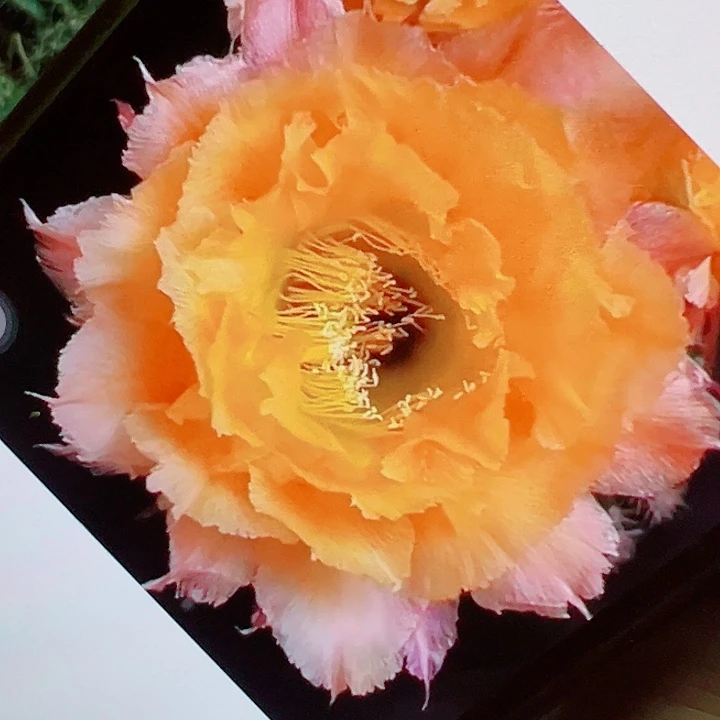 彩草 香槟 侧芽 厘米 满20包邮