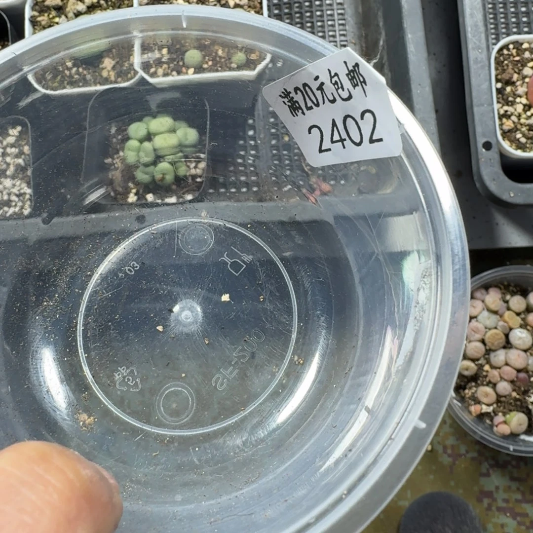 ?**、2402。橄榄。多肉植物。