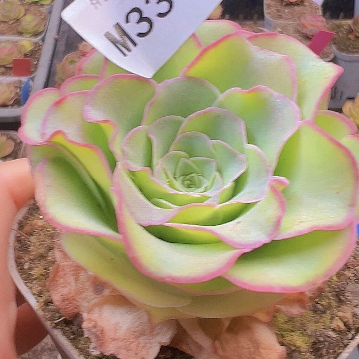 山地玫瑰多肉植物337