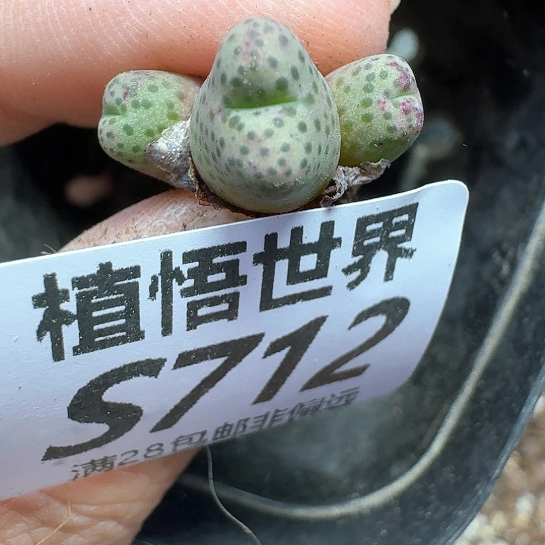 多肉植物的润泽fgh