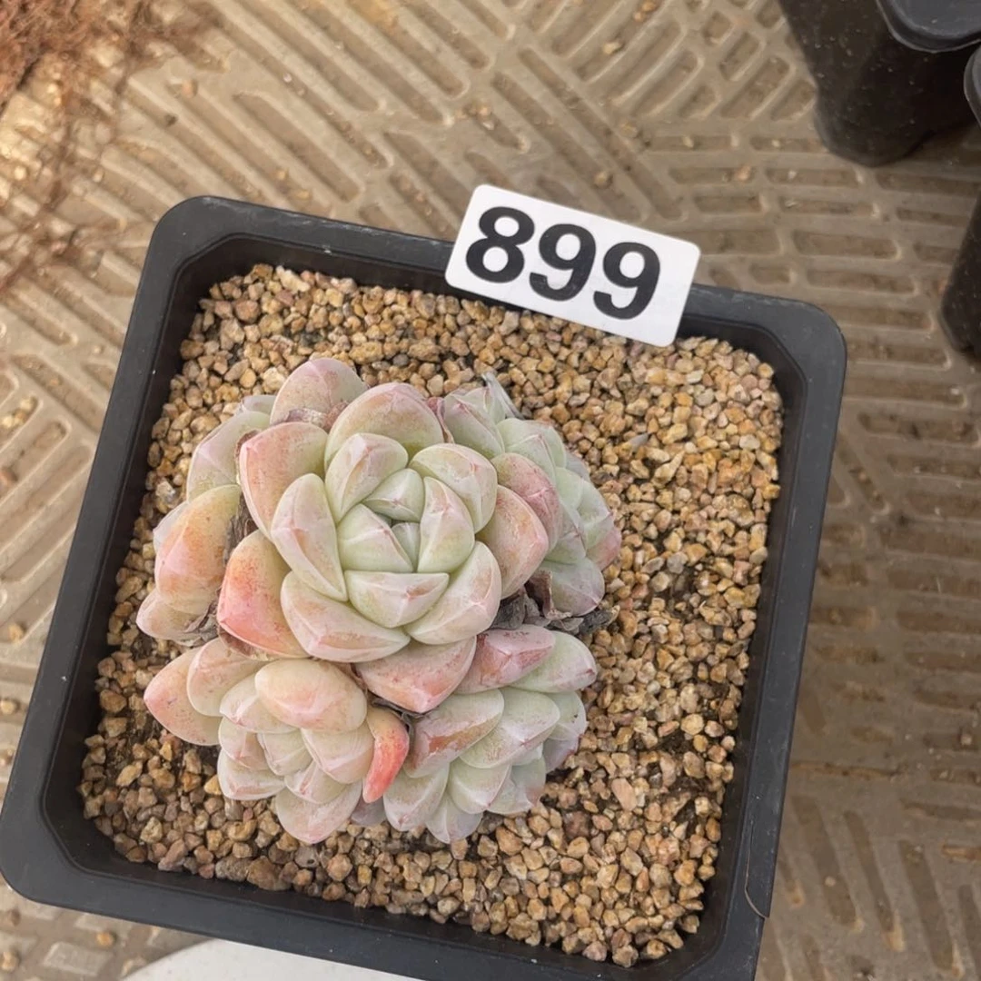 冰玉六头多肉一个899