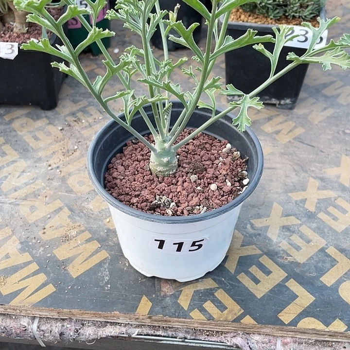 115沉香鹿茸杨葵块根