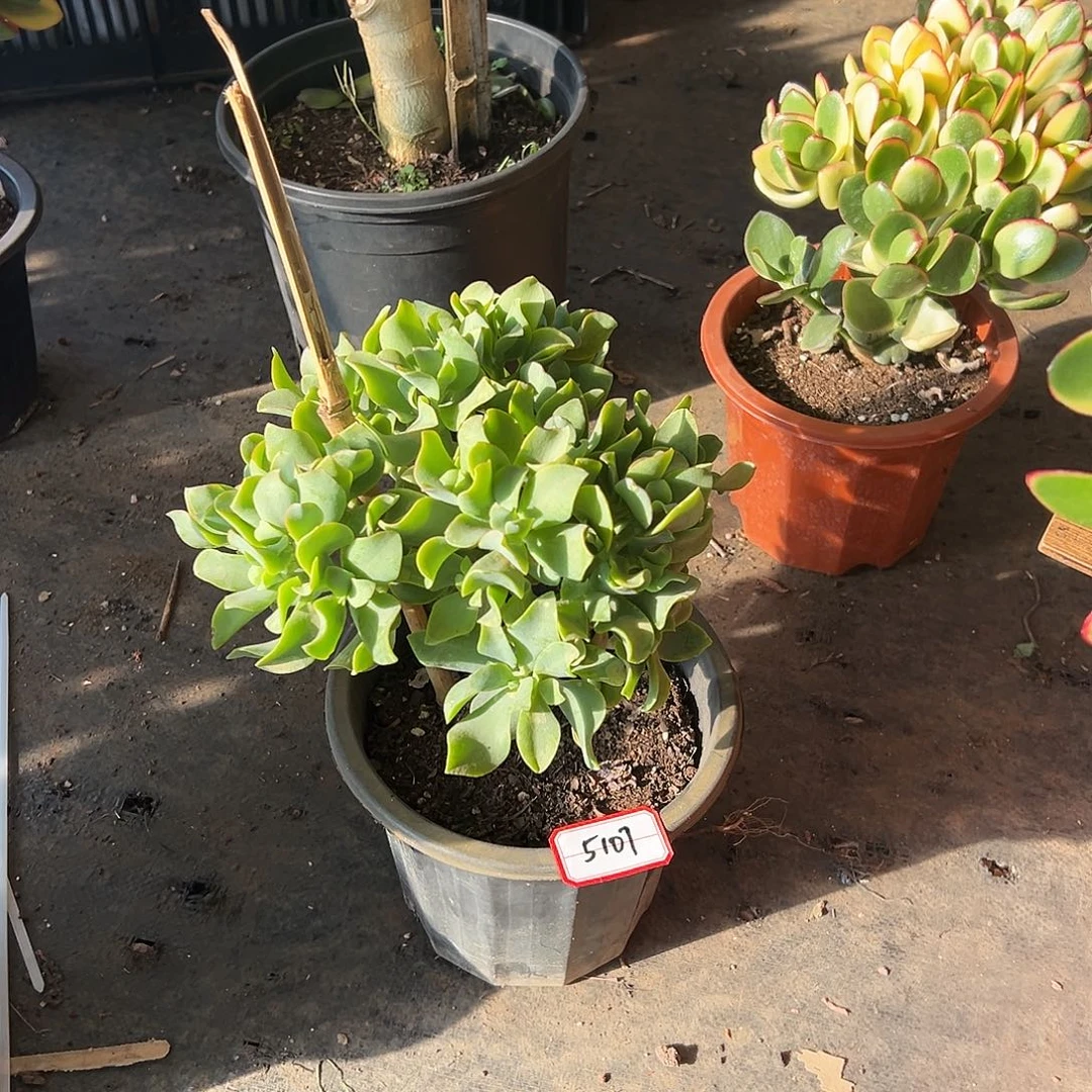 用***0稀有海带花月带土球发货5107