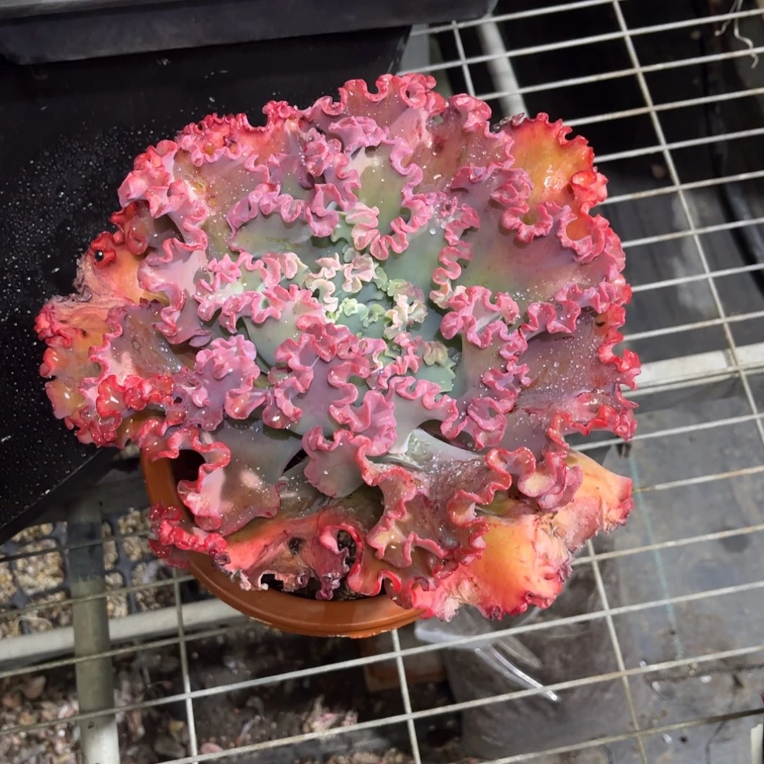 娜*吧女王花笠一物一拍