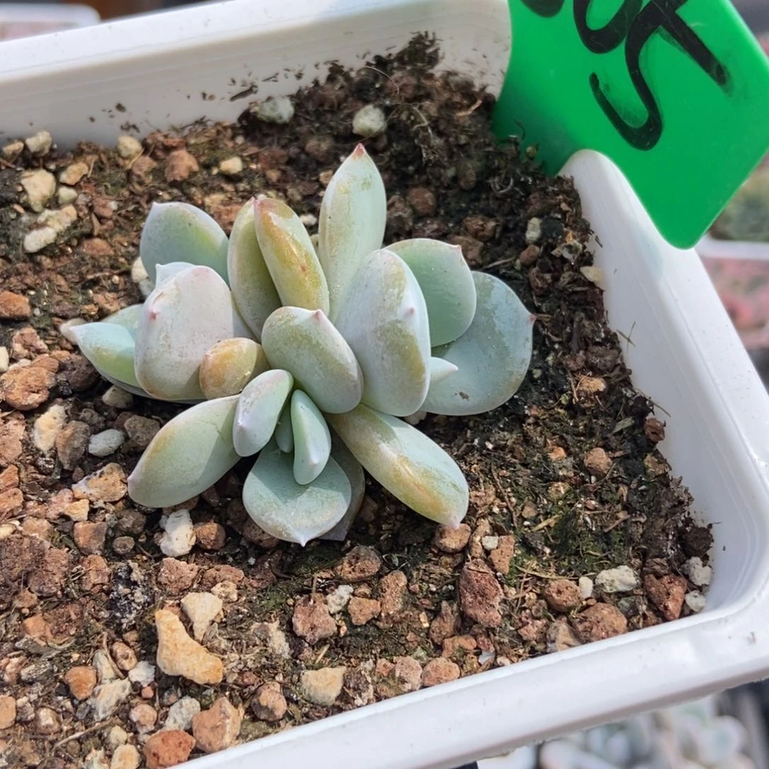 805奶茶多肉植物保护