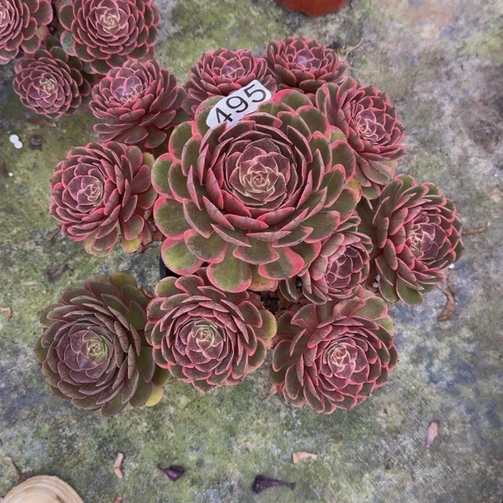 00000000000495粉花妖