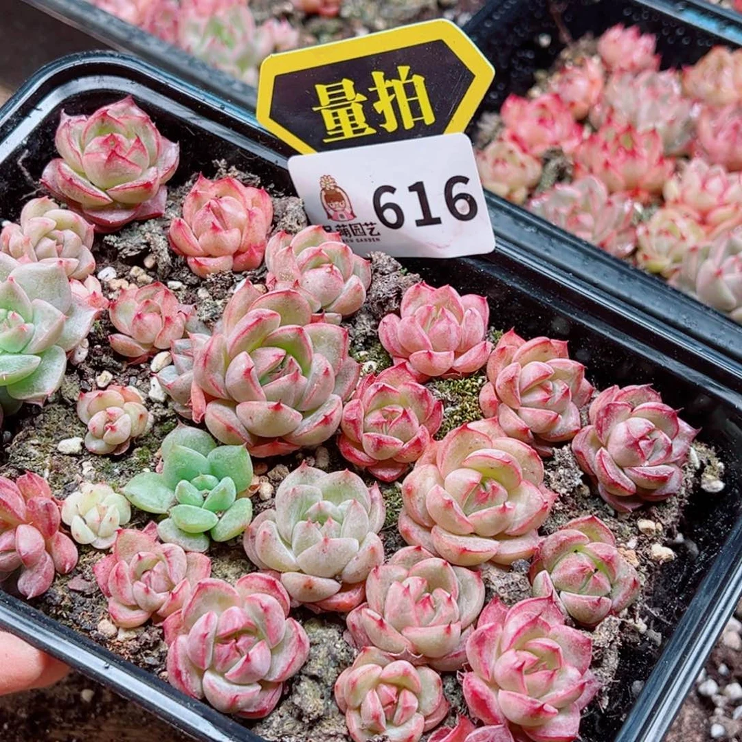 当前无花朵，栽培后可花朵