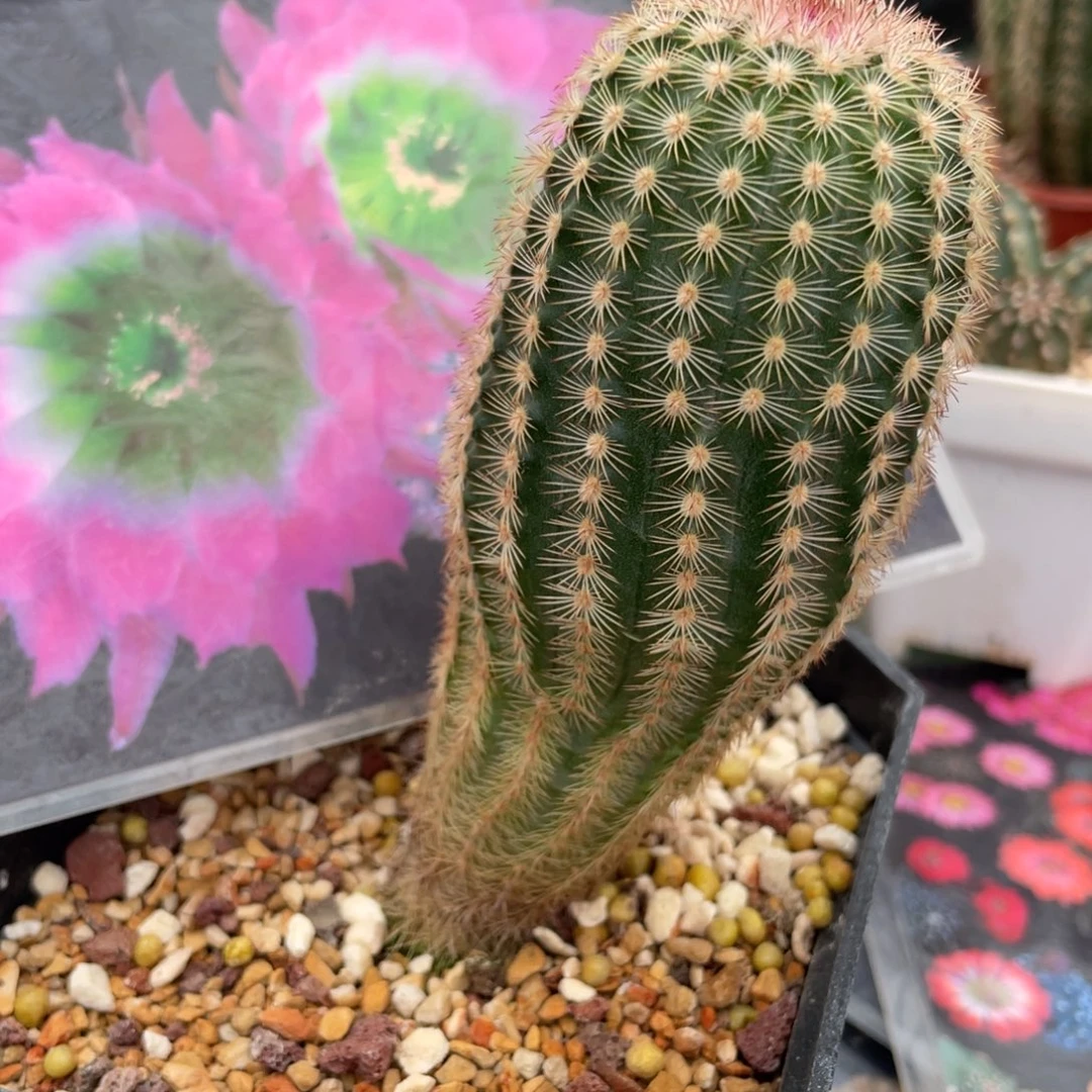 鹿角柱实生仙人球三光