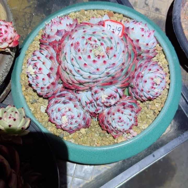 你****精品多肉植物老桩