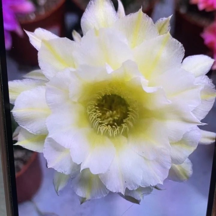 金刚黄白浓香6.5公分左右