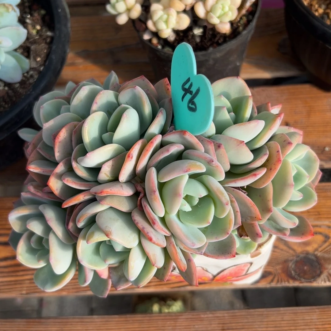 如**—多肉植物一物一拍