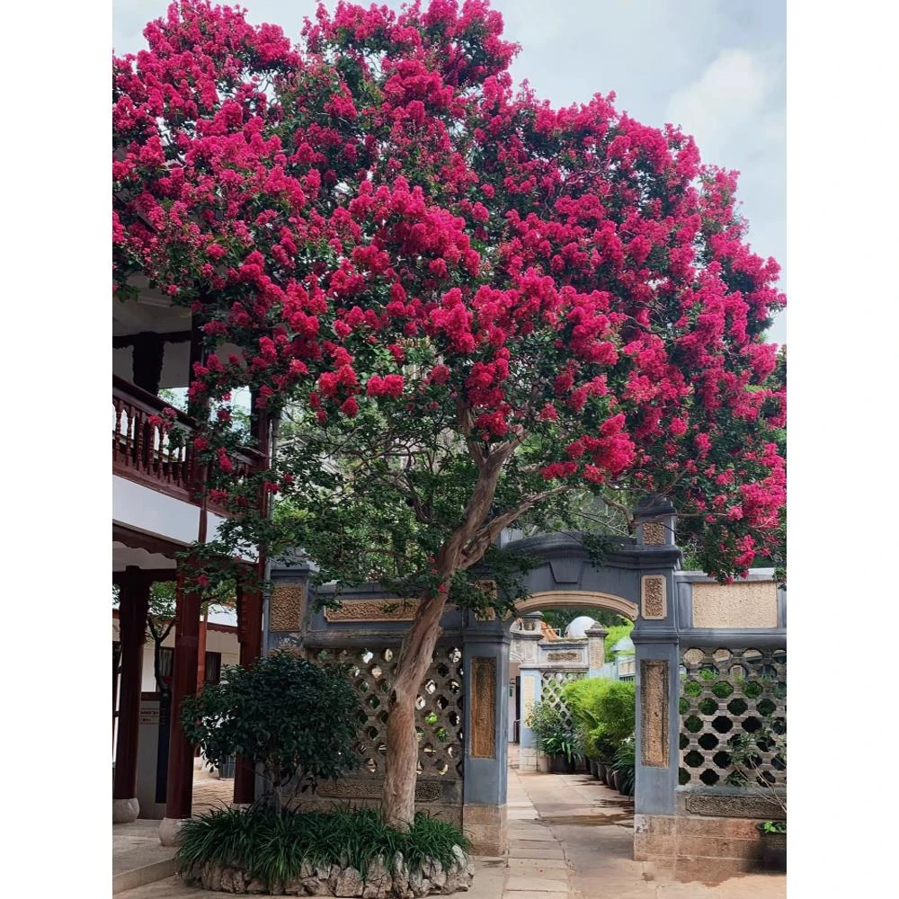紫薇花树苗盆栽庭院别墅室外绿化植物老桩百日红花卉大苗四季开花