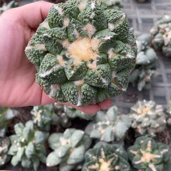 自根中筋龟甲杂瑕疵特价