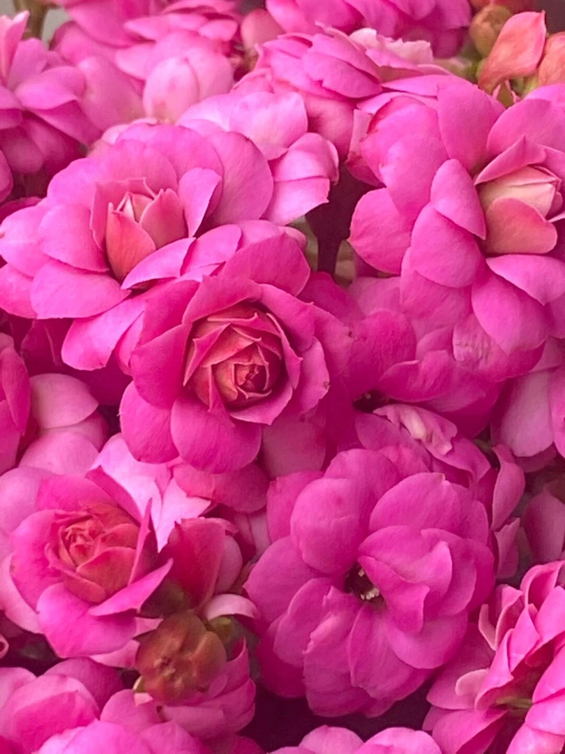 130盆昊景方蒂娜长寿花（一盆不发） 开花紫粉色大花