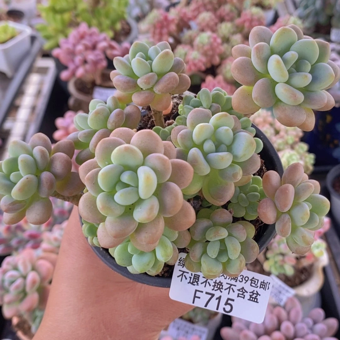 洛可可9cm715多肉 植物
