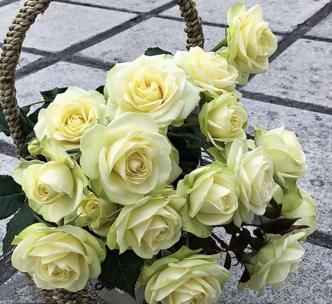 【苹果绿】180盆 四季开花植物大花浓香型盆栽植物