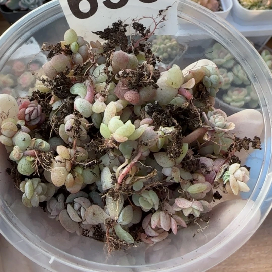 633号王者优选渣渣一盒