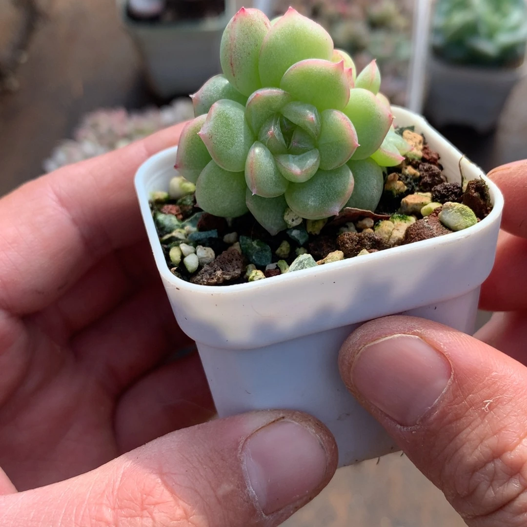 绿体5头透心。      15号