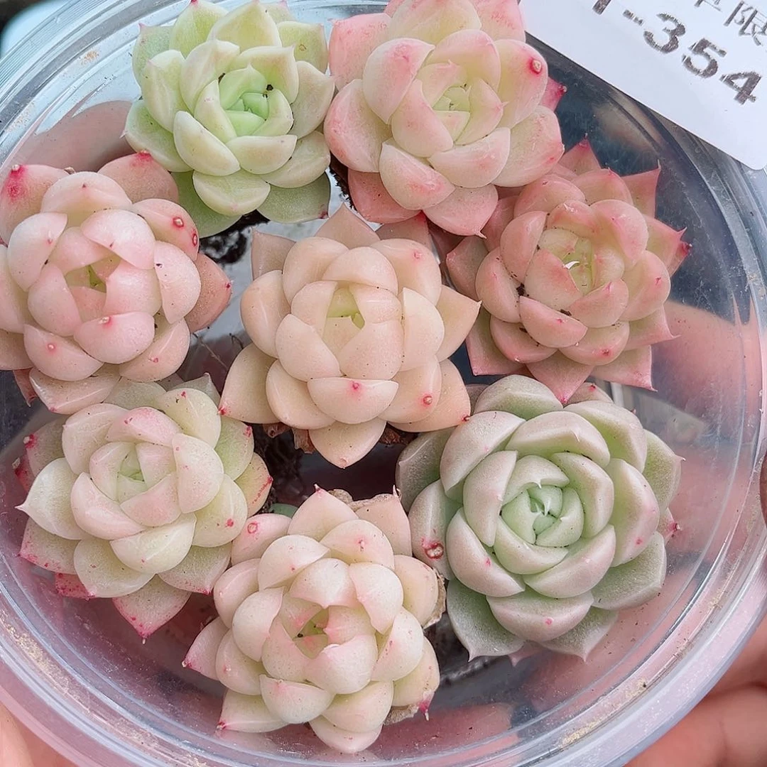 1-354 新疆西藏内蒙不发12.8包邮2-3公分多肉