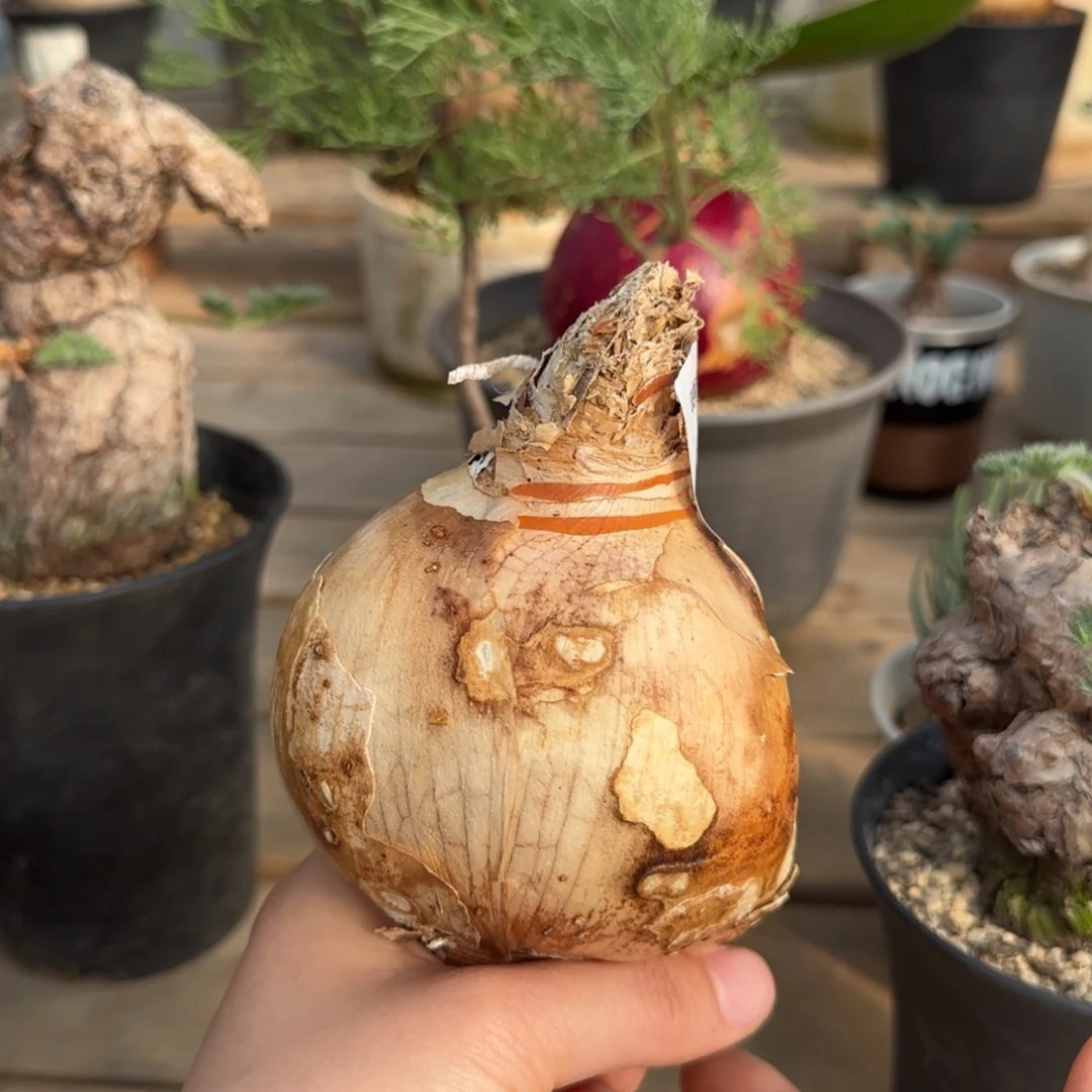 9灯台百合块根植物