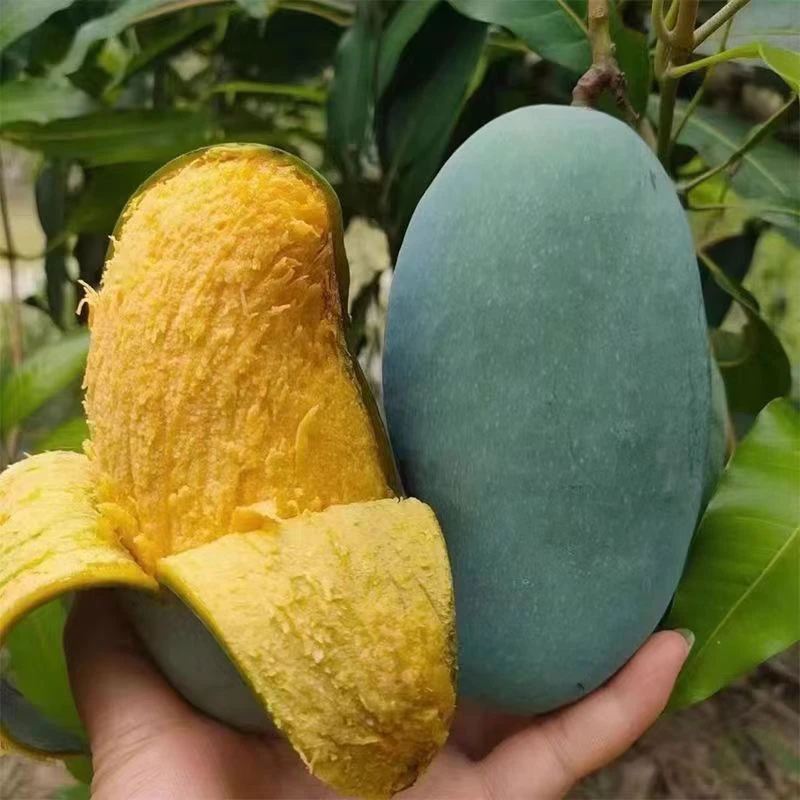 田东芒果桂七香芒青皮芒果广西特产水果百色青皮芒果