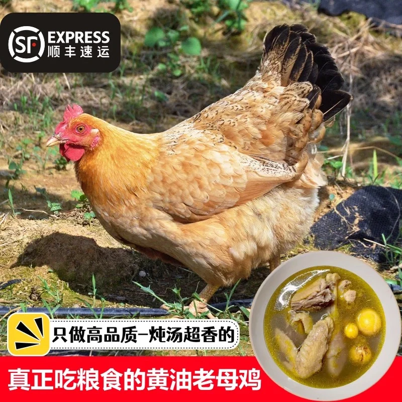 【小丽】买3送1到手4只农家散养两年黄油老母鸡净重9-10斤新鲜 包冰率不含冰