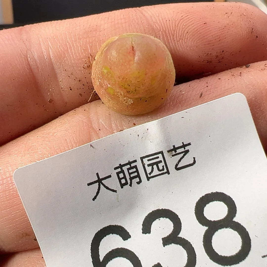 0000638 一物一拍……