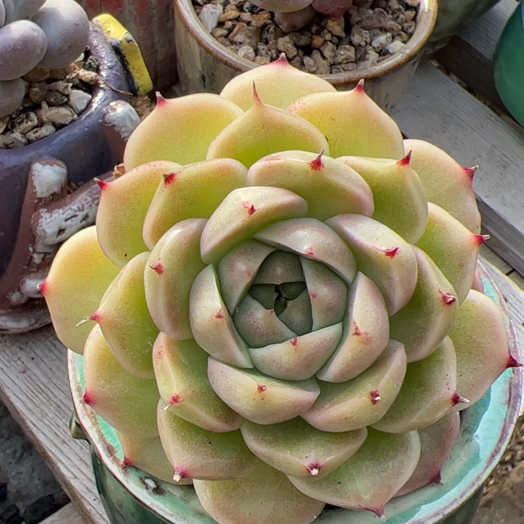 老桩麦秆多肉植物