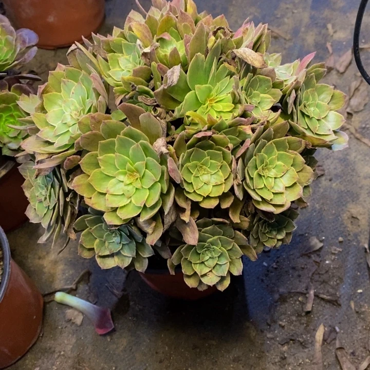 红丝绒多肉断头不包2259