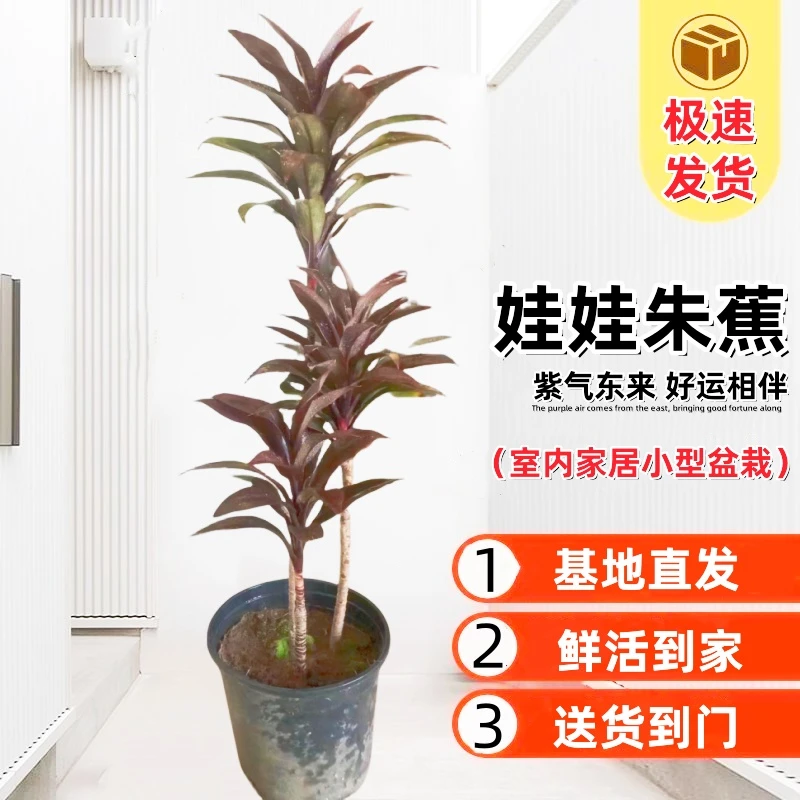 娃娃朱蕉一物一拍净化空气绿植客厅大摆件好养耐活花卉绿植盆栽