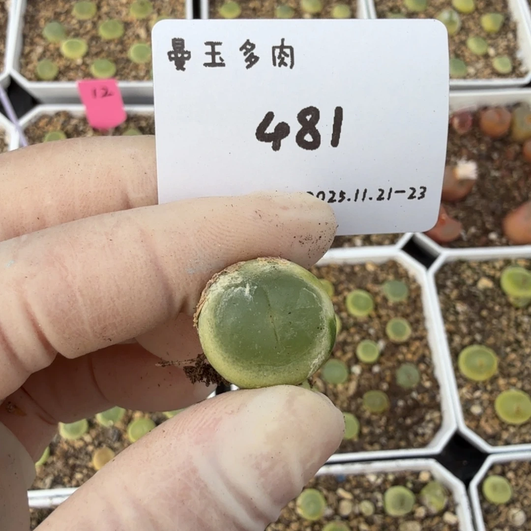 幸***子多肉多肉多肉11-481