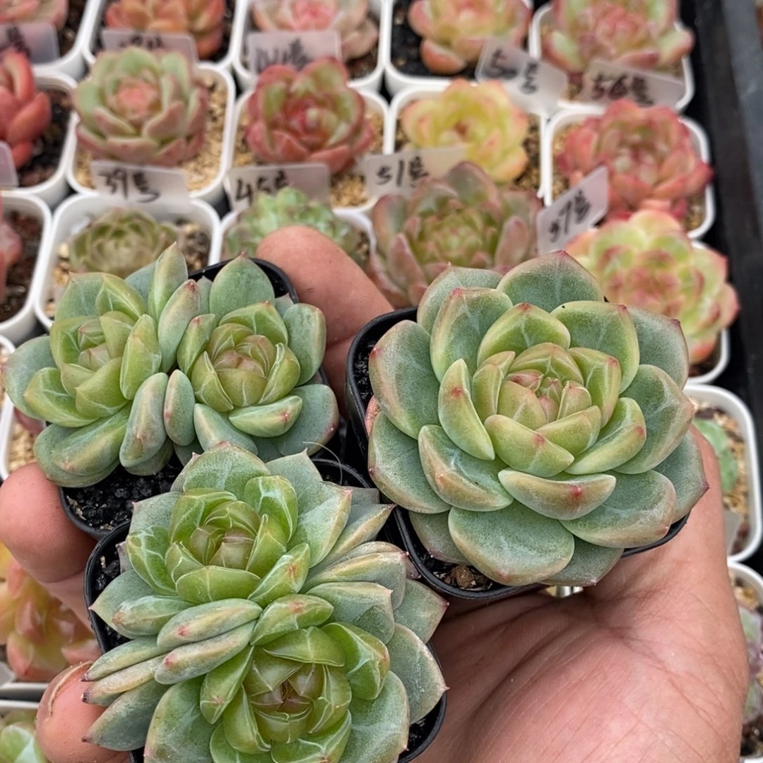 肥***桑新品自己专拍哦好好好