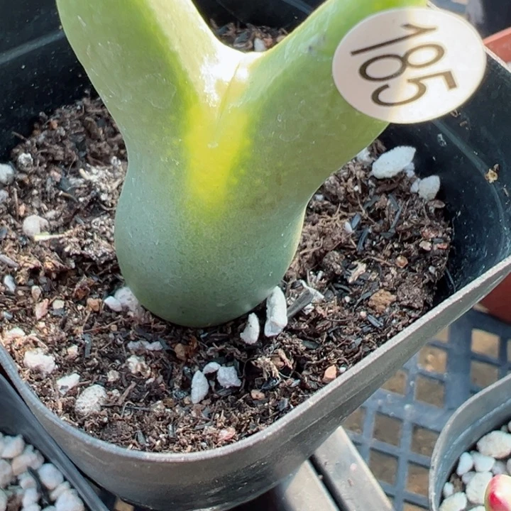 185好1111111111111111