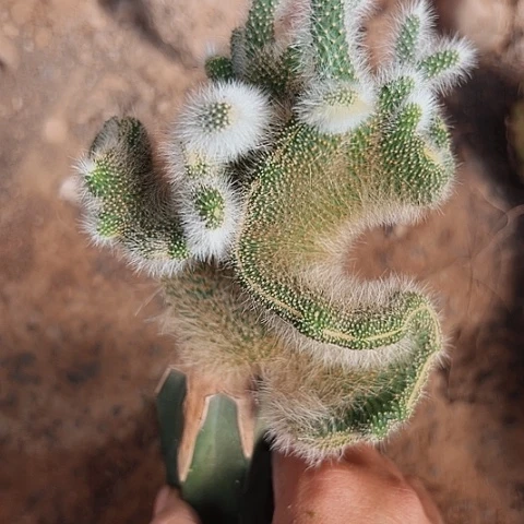 完全开放568九尾狐缀化