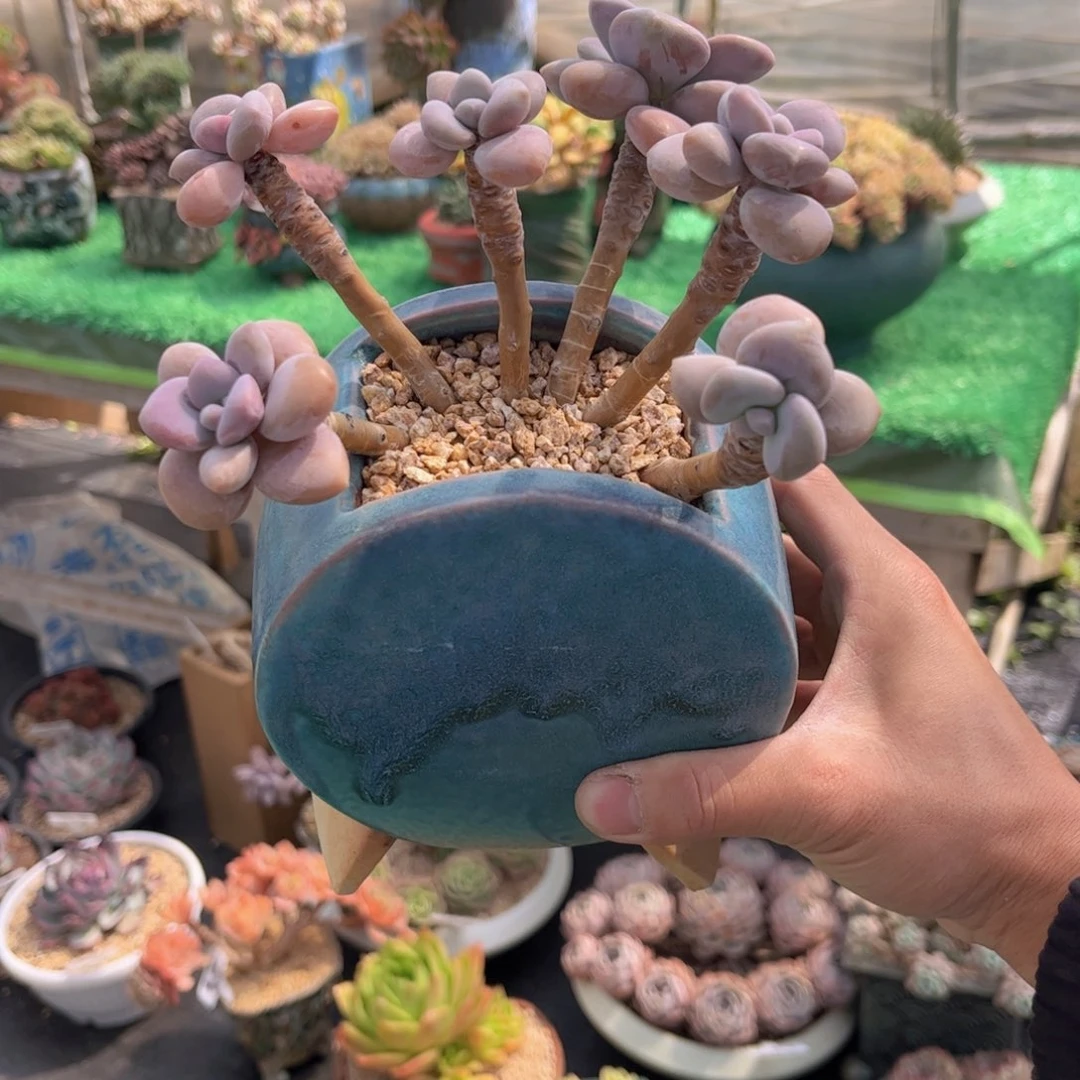 无花朵友家多肉一物一拍