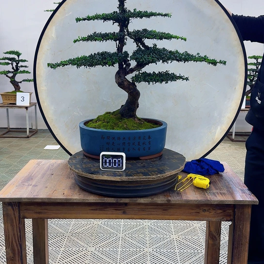 无花朵珍珠罗汉松造型盆景