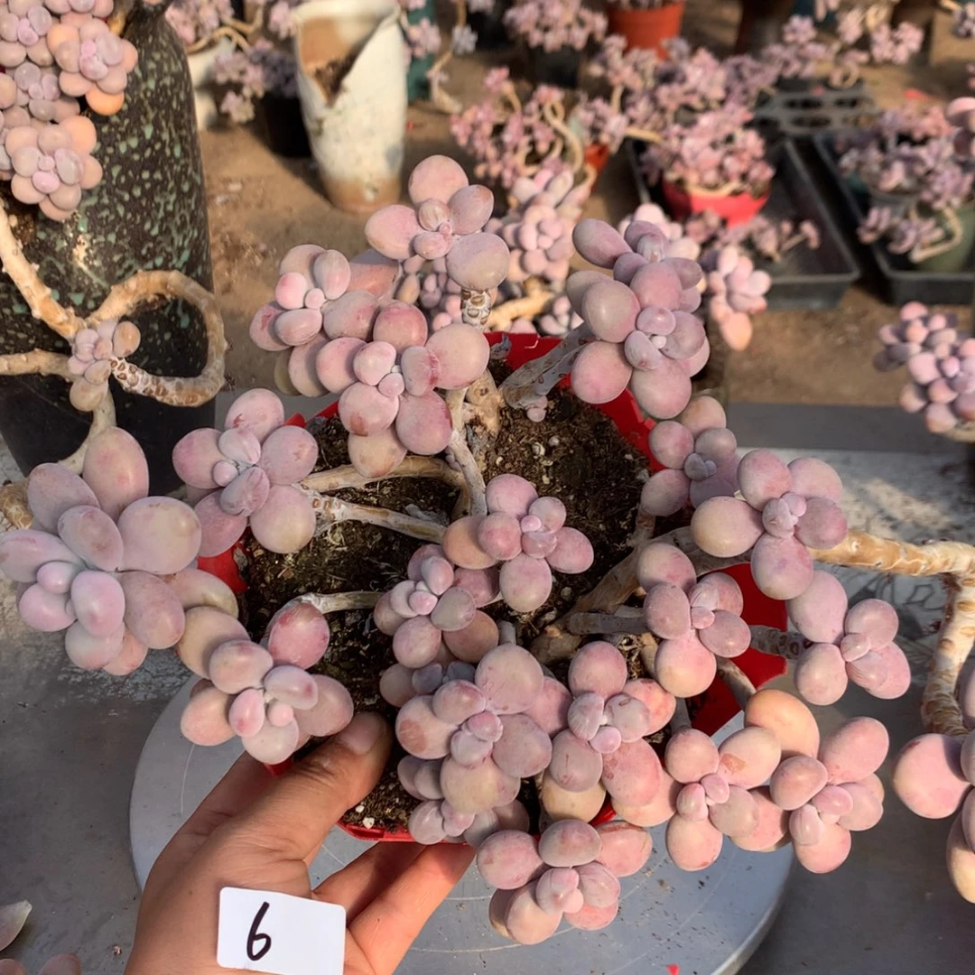 桃蛋老桩不带盆有瑕疵福利6号