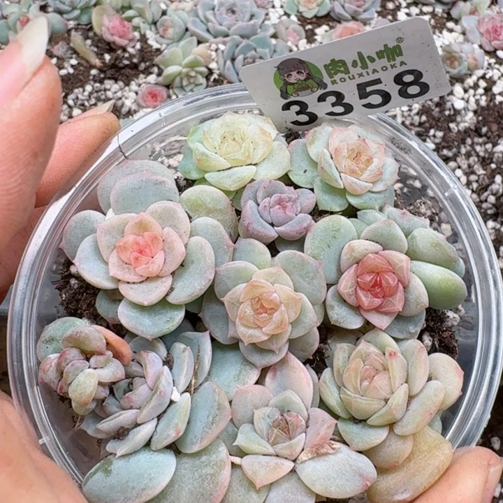 多肉植物多去植物