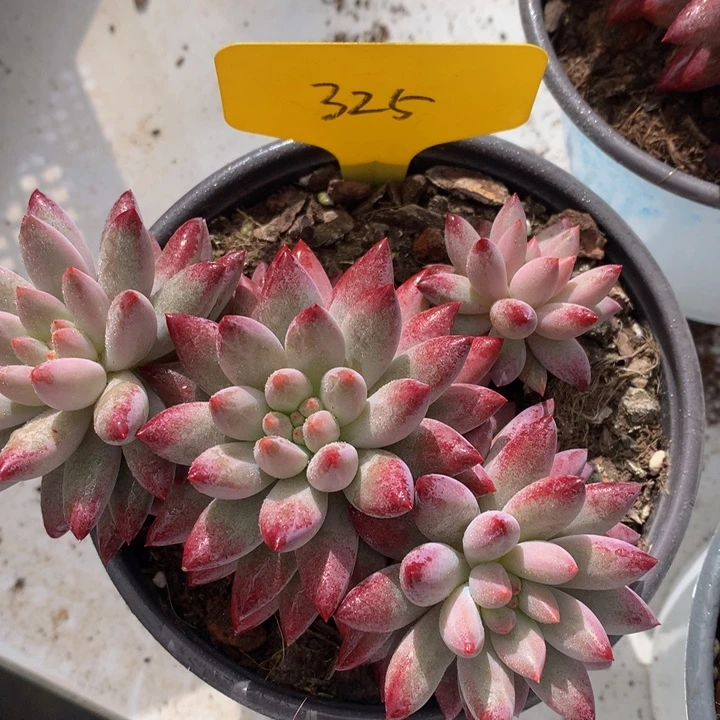 读too自己误727272727
