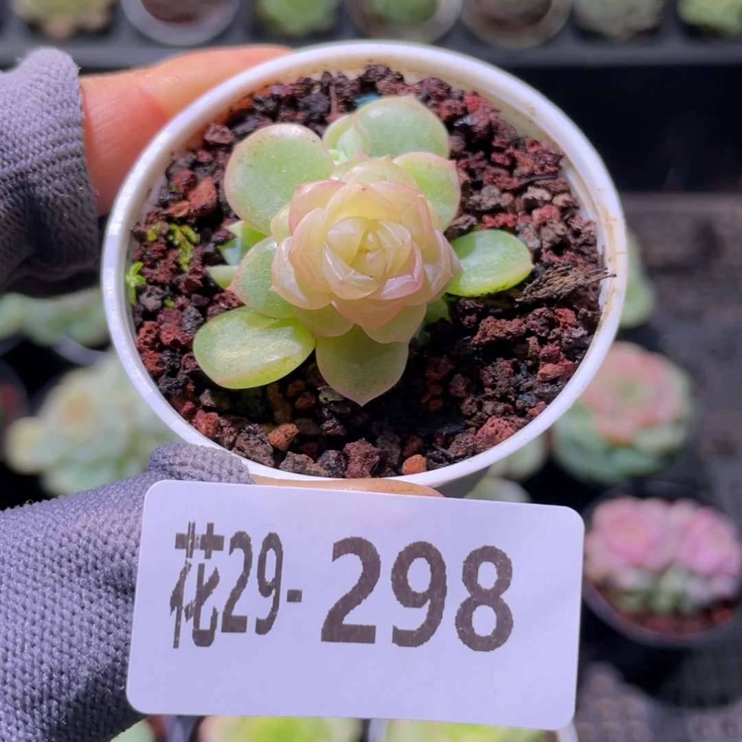 花利美29-298冰蕊