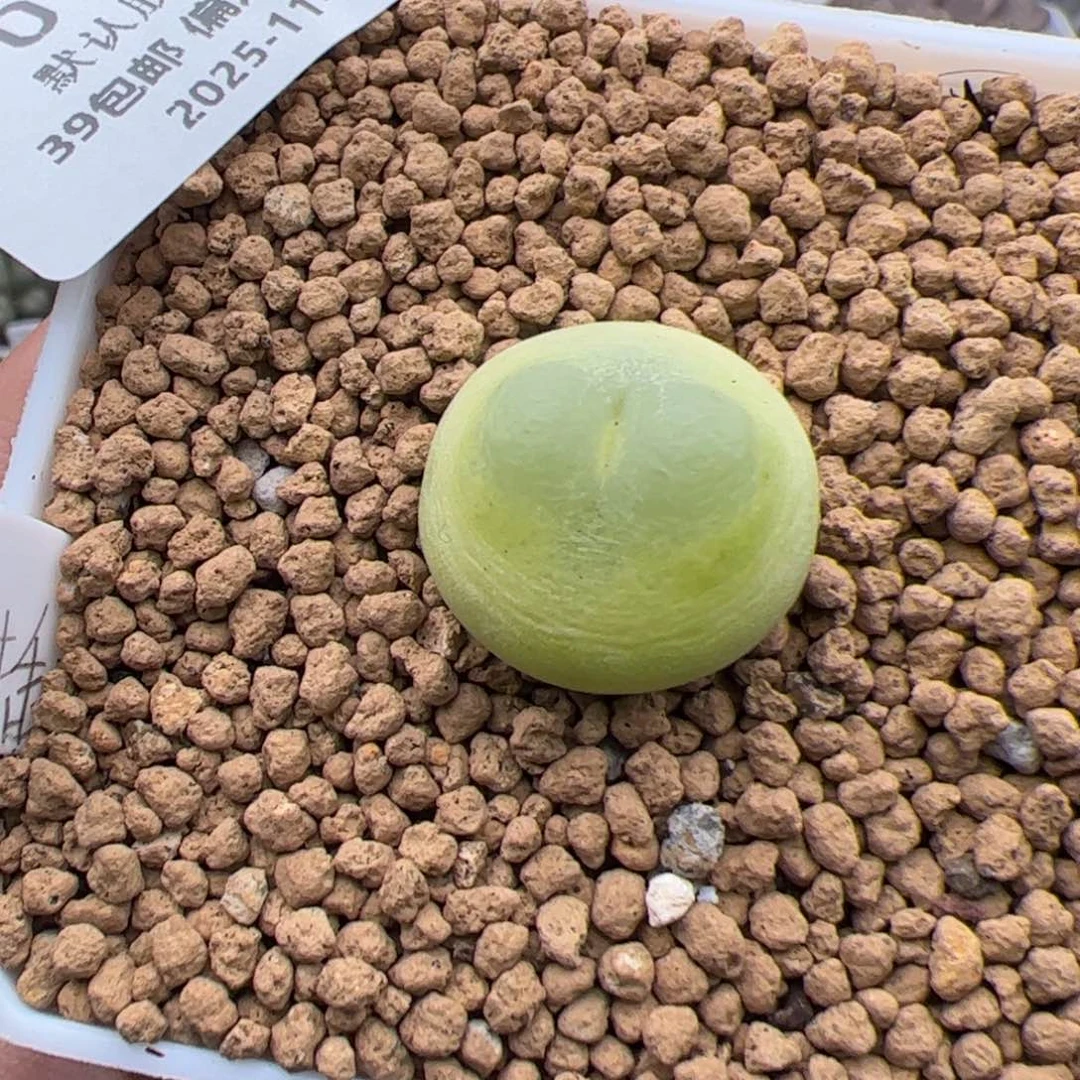 0123号 拉登多肉植物