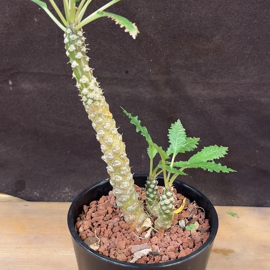 汤圆植物霍武德硫桑