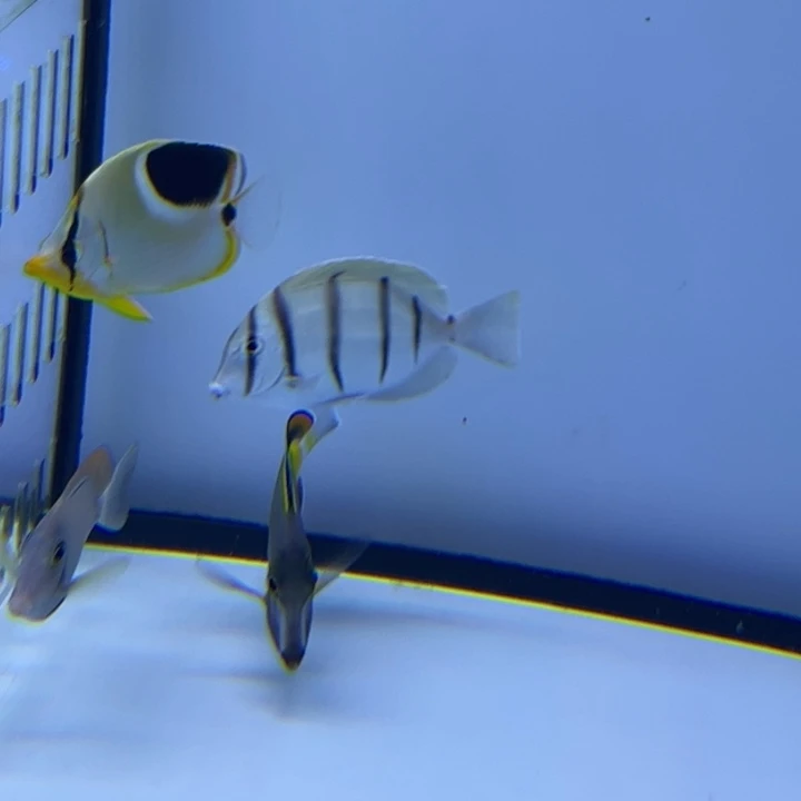 海水鱼马代斑马吊6-7cm 110 包装10运费25