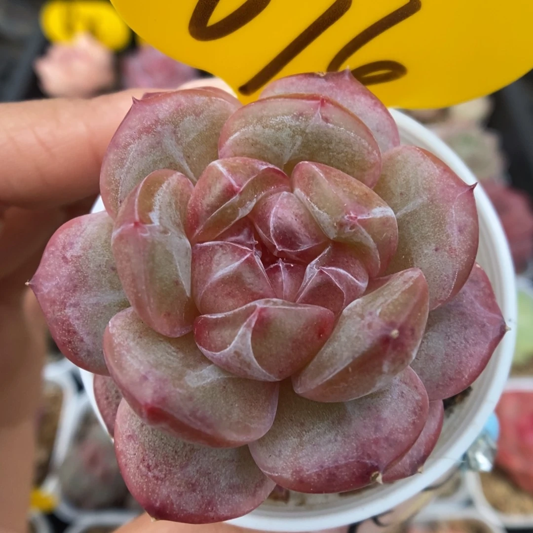 油透珍妮可拍694号。