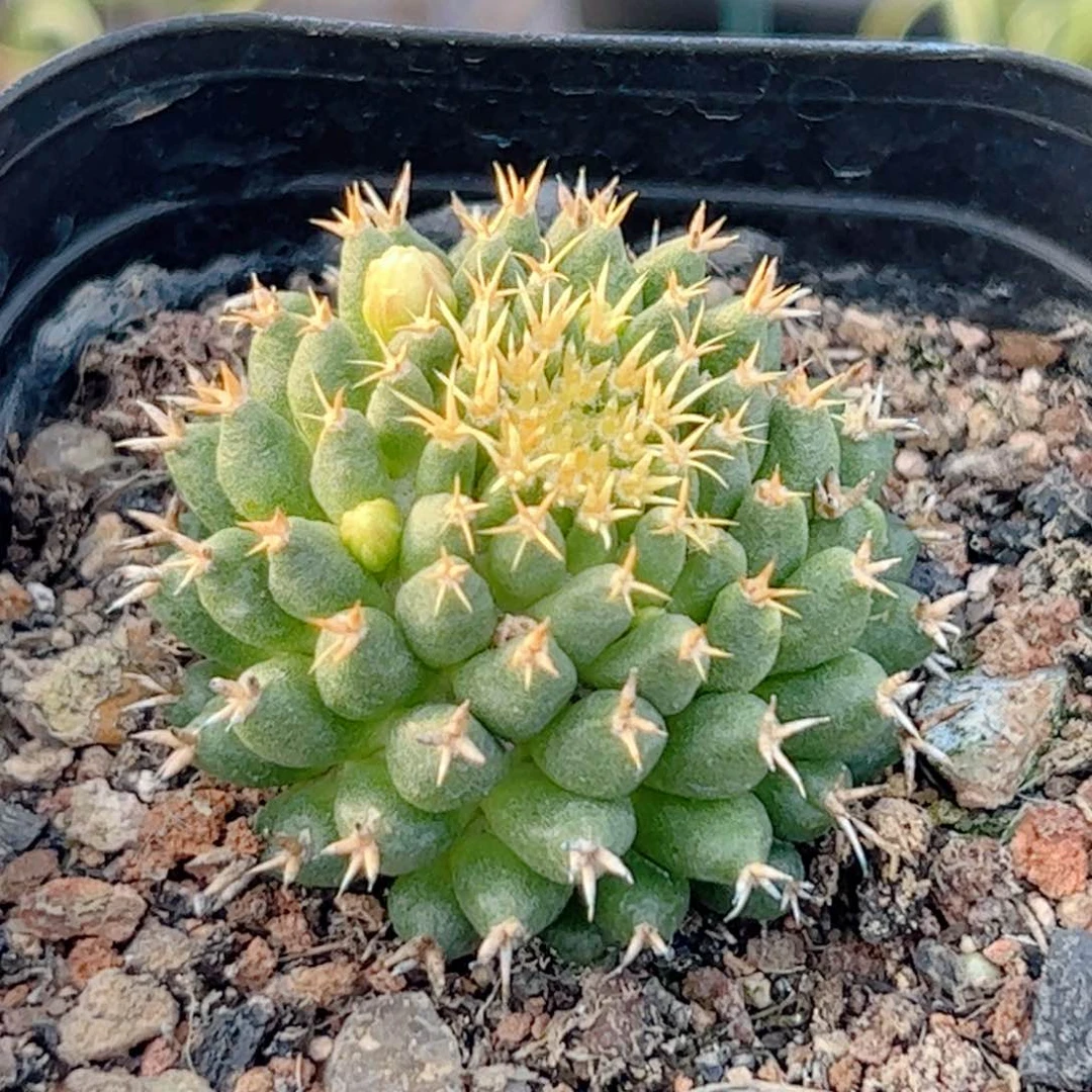 短豪刺琴丝 自根