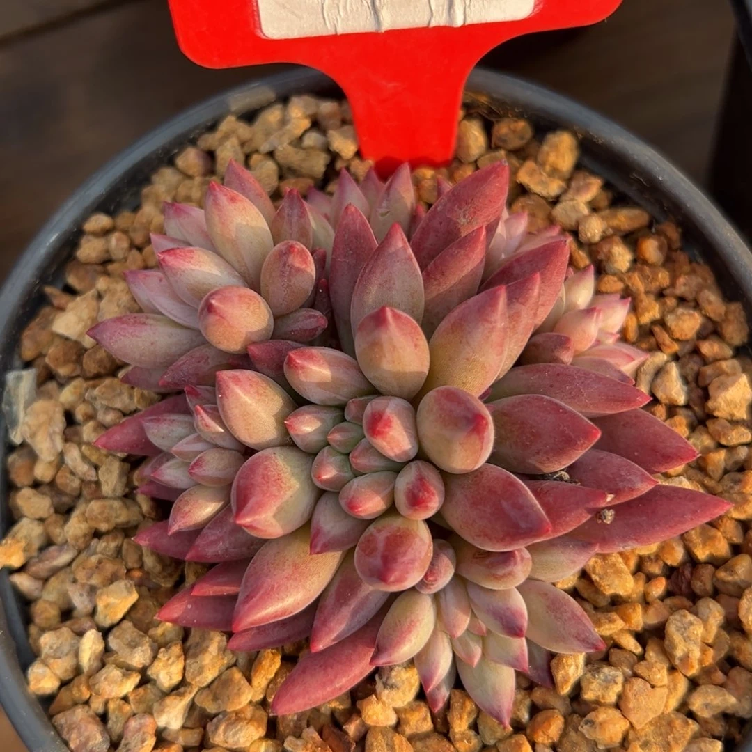 特价虞美人111111111111