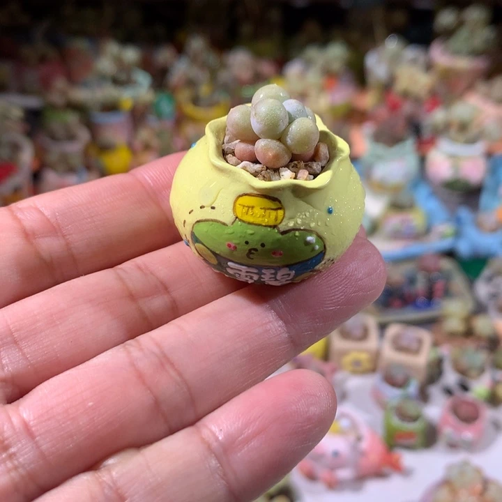 8号  韩国精品奶酪带盆 满100包邮