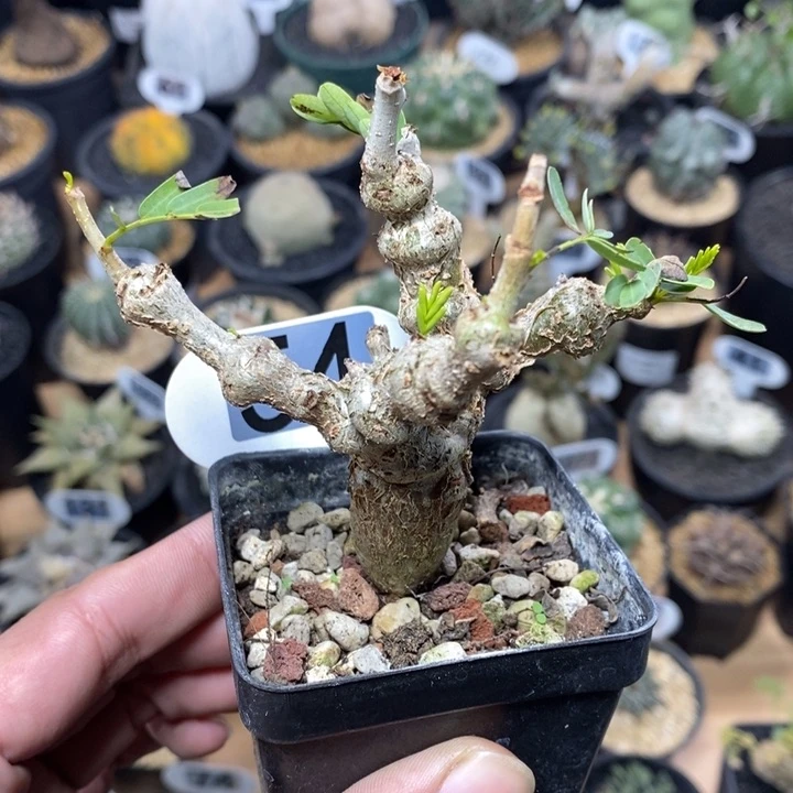 狮**?专拍54号沙漠苏木