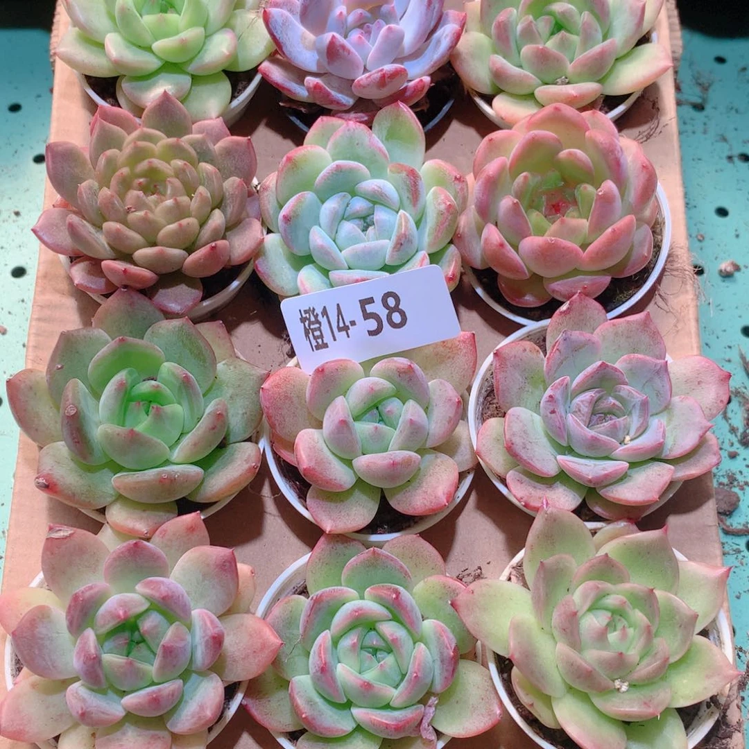 14-58一物一拍多肉带盆18颗