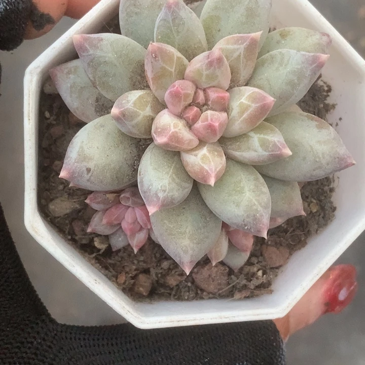 雪花美人。（满9.99包邮不满9.99发叶子）